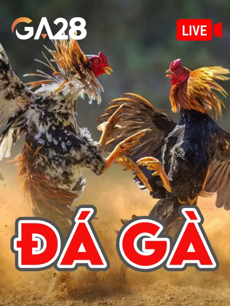 K88 Đá Gà Livestream